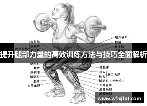 提升腿部力量的高效训练方法与技巧全面解析
