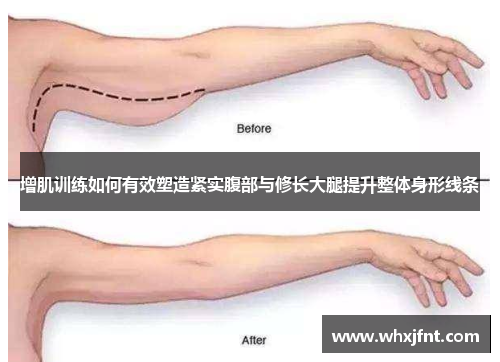 增肌训练如何有效塑造紧实腹部与修长大腿提升整体身形线条